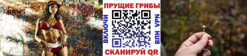 Купить  Кремёнки  Псилоцибиновые грибы Psilocybine cubensis 